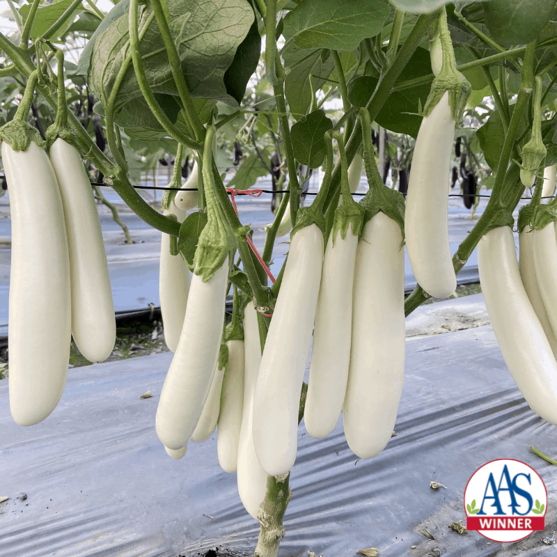 Eggplant-Icicle_Logo.png